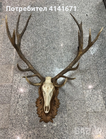 Еленово рога с череп и дърворезба, снимка 3 - Декорация за дома - 53513441