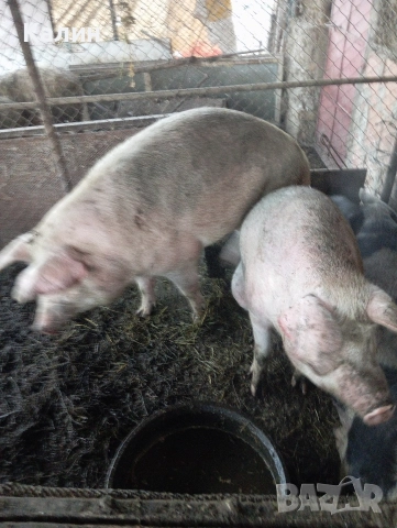 продава се месо и сланина , снимка 7 - Домашни продукти - 52904013