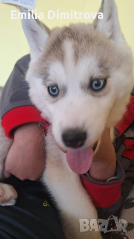 продавам кучета хъски та, снимка 2 - Хъски - 53781247