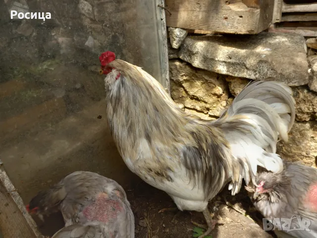 Предлагам разплодни яйца от Амераукана, снимка 3 - Кокошки и пуйки - 49744317