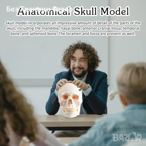 Нов Учебен анатомичен череп експлодиран изглед бял с подвижен мозък, снимка 8 - Образователни игри - 53645832