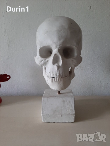 Модел на гипсов череп в реален размер, снимка 2 - Декорация за дома - 51589606