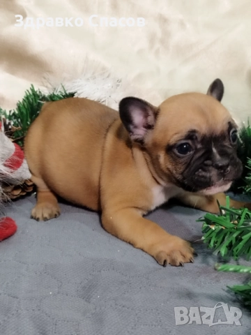 Френски булдог - бебета, снимка 11 - Френски булдог - 52821585