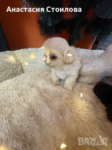 Чистокръвни Кралски пекинези, снимка 6 - Пекинез - 52749183