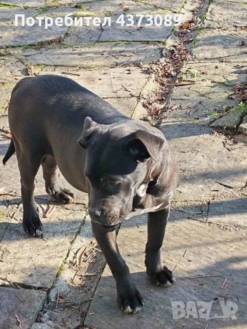кане корсо, снимка 6 - Кане корсо - 52815754