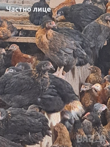 Пилета супер харко, снимка 4 - Кокошки и пуйки - 53442340