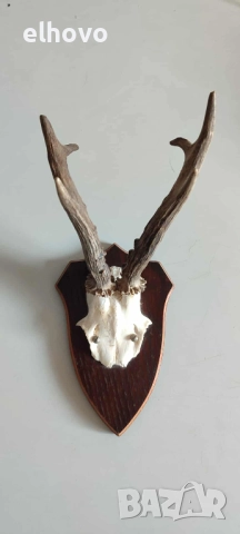 Еленови рога с череп#3