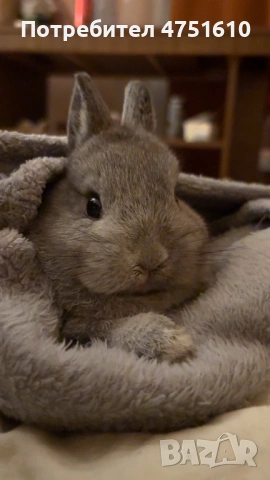 Джудже заек на 9 седмици