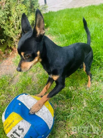 мини пинчер за РАЗПЛОД, снимка 8 - Пинчер - 34778232