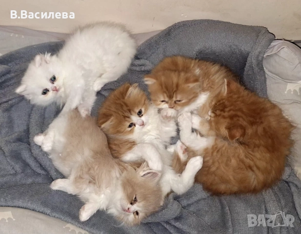 Персийски котета, снимка 2 - Персийска - 53958055