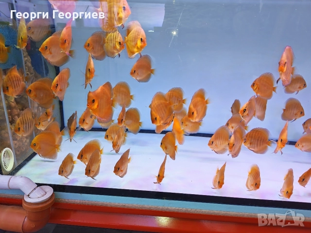 Дискуси, снимка 2 - Рибки - 51439805