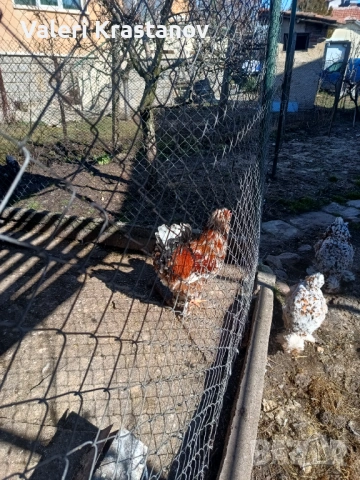 Струмски Петел порцелан 3-цветен, снимка 2 - други­ - 54179971