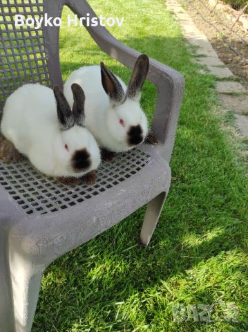 продавам калифорнийски зайци, снимка 1 - Други животни - 45807655