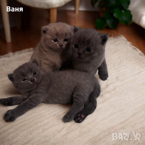 Британски късокосмести, снимка 2 - Британска късокосместа - 53935500