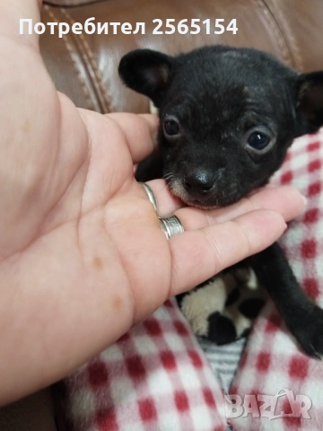 Момиче шепичка любов, снимка 3 - Пинчер - 54024318