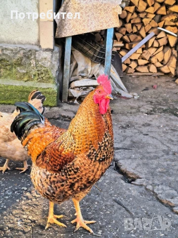 продавам петли спешно , снимка 1