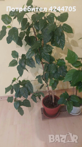 Китайска роза и Драцена