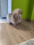 Померан мини померан , снимка 5