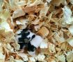 оризови мишки панда
