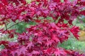 🌿💞🌱 Японски клен ‘Atropurpureum’ (Acer palmatum Atropurpureum), снимка 1
