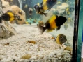 Африкански цихлиди / Трофеуси, снимка 1