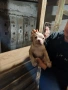 American bully , снимка 4