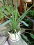Палма Юка-студоустойчива,дворна-60-70см., снимка 7