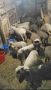 Продавам агнета от 20кг. до 30кг. , снимка 1 - Овце - 45429255