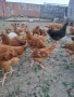 Дворни пилета за яйца и месо, снимка 5