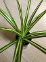 Dracaena marginata Sunray , снимка 1