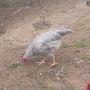 петлета легхорн изабела и оливия егер, снимка 1 - Кокошки и пуйки - 45383099