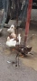 продава крякащи патки 3бр., снимка 2