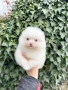 Померан мини момче. Померанче, снимка 4