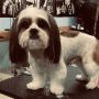 Dog Grooming фризьорски салон за кучета, снимка 10