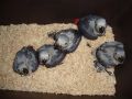 Папагали Кралско жако -ръчно хранени , снимка 5