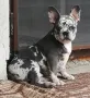 ТОП Френски булдог/French Bulldog , снимка 2