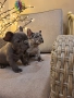 Продавам чистокръвни френски булдоци , снимка 4