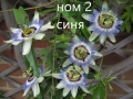  Пасифлора - Passiflora, снимка 1