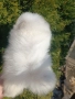 Померан/Померани, снимка 12