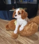 Кавалер Кинг Чарлз шпаньол момченце , снимка 2