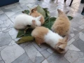 морски свинчета и мини зайчета., снимка 9