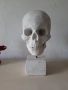 Модел на гипсов череп в реален размер, снимка 2