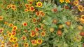 Продавам цветя Гайлардия – разсад в кофички за пролетно засаждане, различни цветове, снимка 8