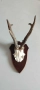 Еленови рога с череп#3, снимка 1