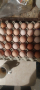 разплодни яйца от Кохин стандарт , снимка 1 - други­ - 44948389