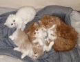 Персийски котета, снимка 2