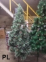 Коледни елхи с бели връхчета, снимка 4