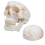 Нов Учебен анатомичен череп експлодиран изглед бял с подвижен мозък, снимка 2