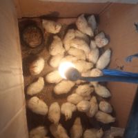Продавам малки пилета от порода бял легхорн, снимка 2 - Кокошки и пуйки - 45734188