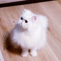 Подарявам персийска котка, снимка 2 - Персийска - 45319481